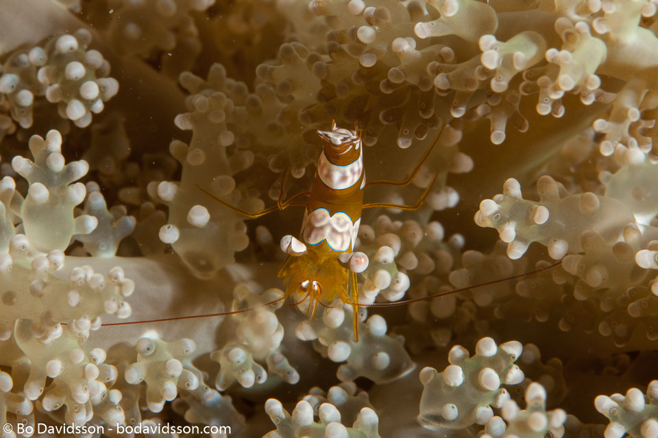 BD-140324-Apo-3548-Thor-amboinensis-(de-Man.-1888)-[Sqat-anemone-shrimp].jpg
